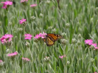 butterfly-in-field.JPG
2002:11:13 15:14:23
f/2.4 - 1/500