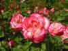 rose-closeup.JPG
2002:11:13 15:07:05
f/2.2 - 1/1000