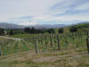 [kaikoura-winery.JPG]