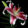 lily.jpg