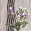 flower-against-fence-zoom.jpg